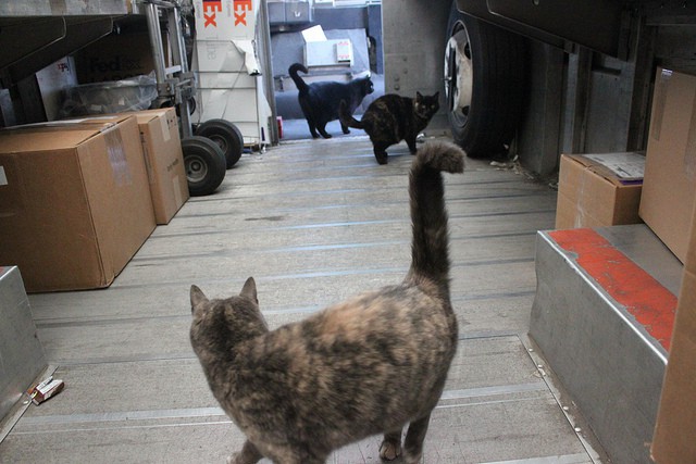 How to ship a cat - Cats fetching a ride via FedEx