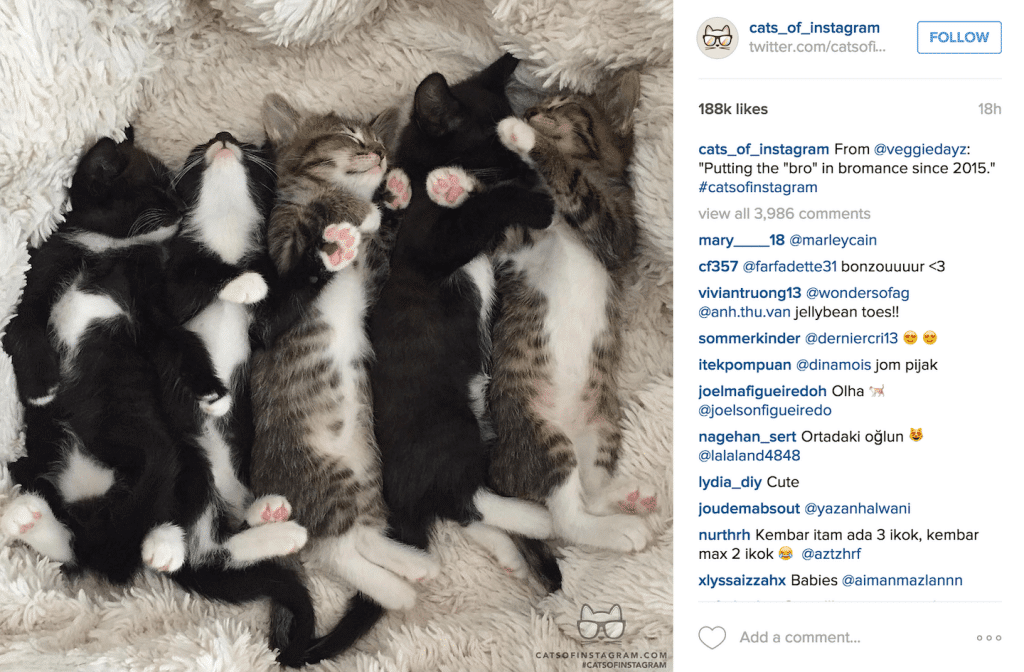 How to Get Free Instagram Followers in Little Time: Use the right images for your brand.